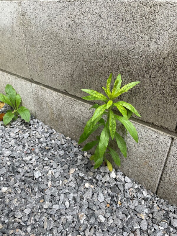 【しつこい雑草】熱湯で解決できる!?サムネイル