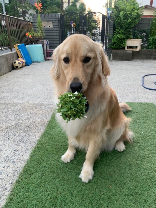 弊社の看板犬をご紹介します🐶💛サムネイル