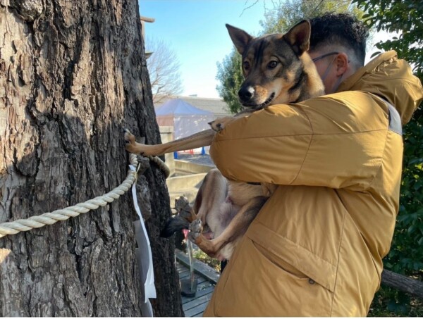 🐕愛犬と行ける初詣⛩サムネイル