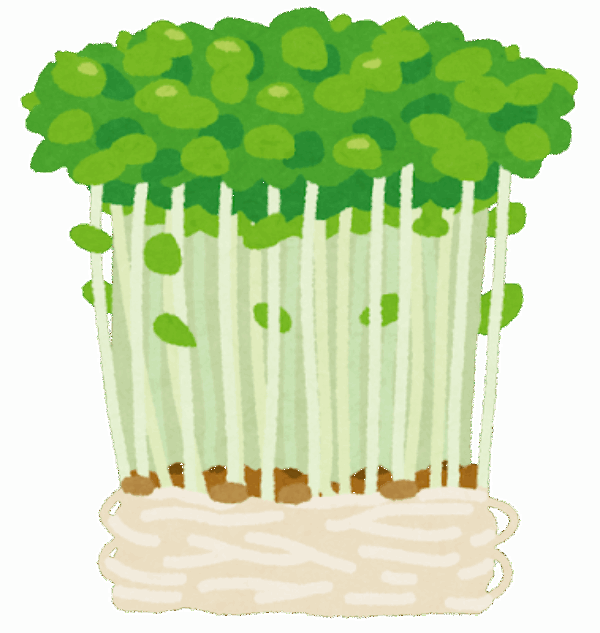家計の優しい味方【豆苗】🌱サムネイル