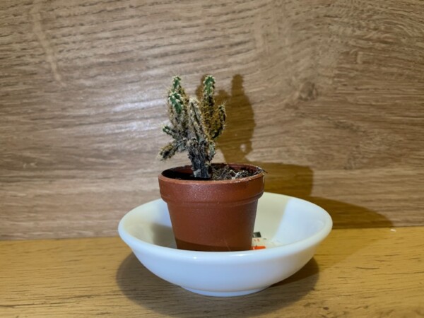 サボテンの変色🌵サムネイル