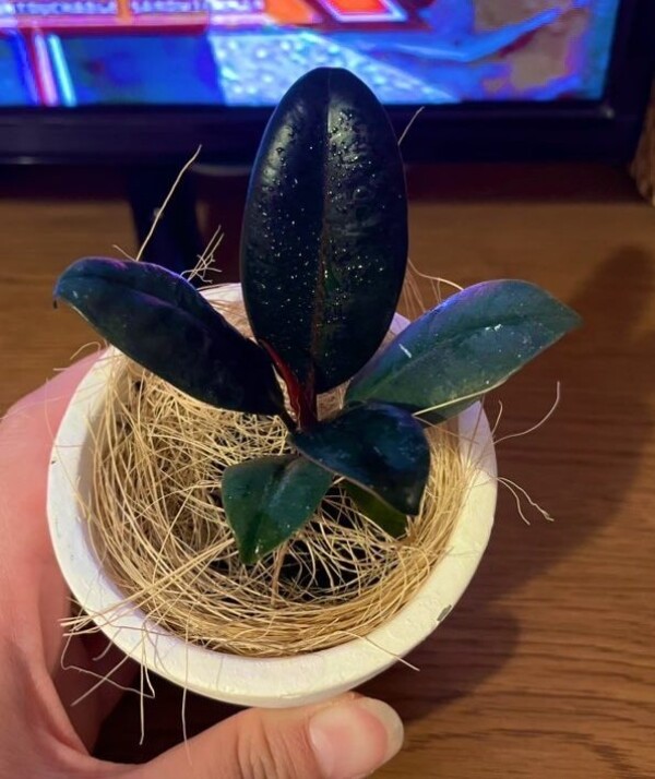 🌲ゴムの木🌲お迎えしましたサムネイル
