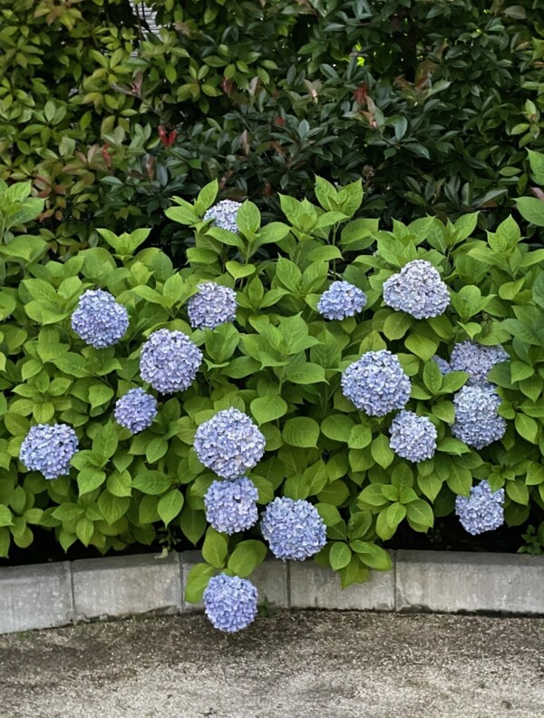 アジサイが見頃ですね🌼サムネイル