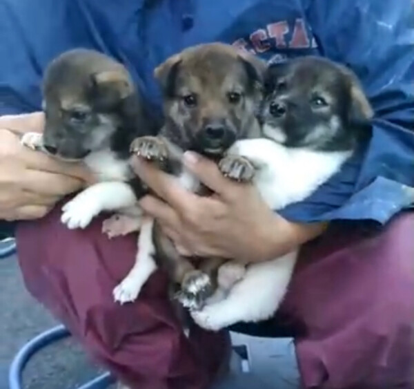 11月1日🐕犬の日🐶《保護犬って？》サムネイル