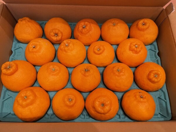 デコポンの栄養素🍊サムネイル