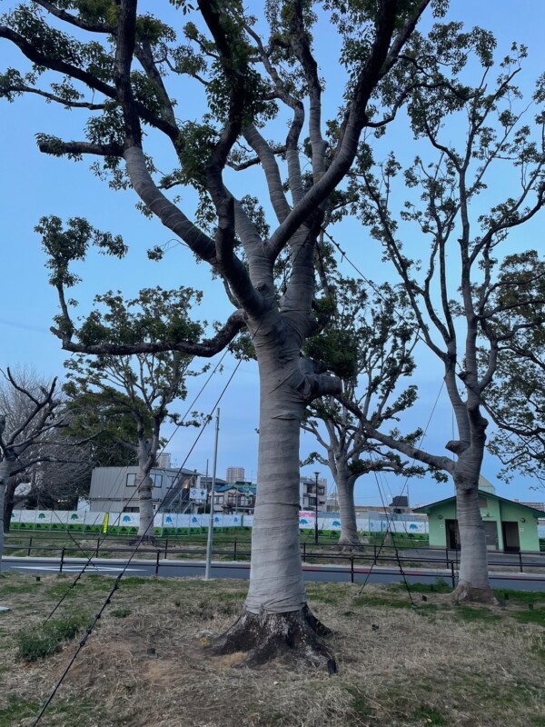 🌳木に包帯、何故？サムネイル