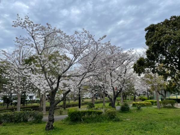 花冷えって何🌸？サムネイル