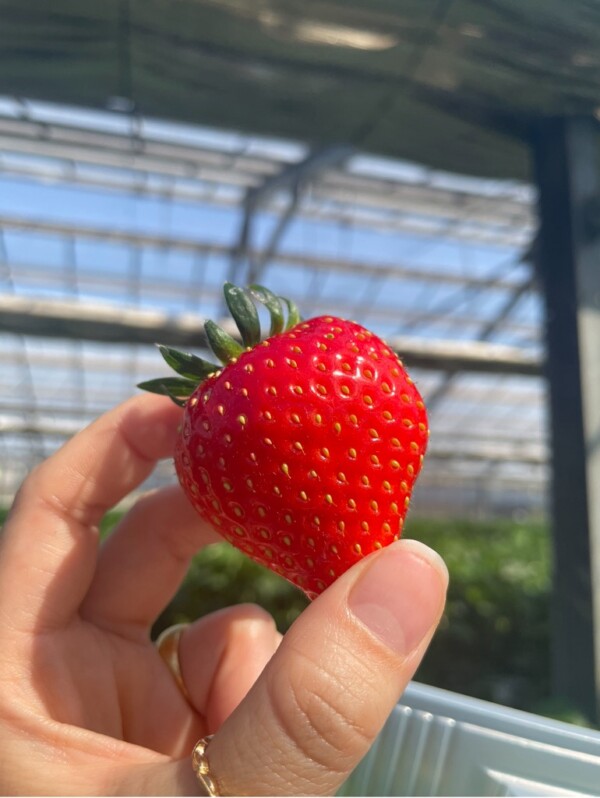 いちご狩りに行ってきました🍓サムネイル