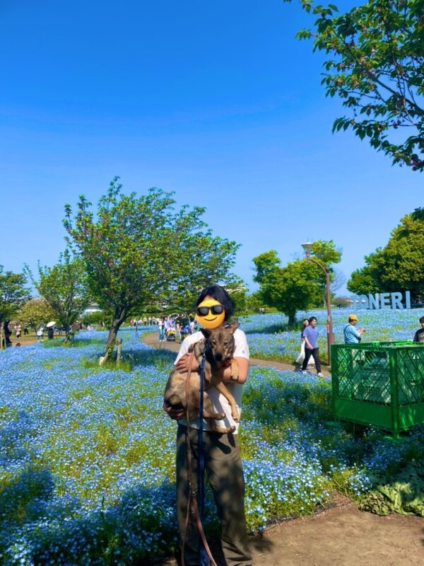舎人公園でネモフィラみました💙サムネイル
